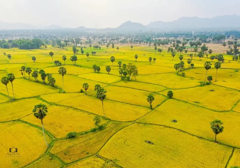 Chiêm ngưỡng mùa vàng An Giang cực thơ mộng, quyến rũ
