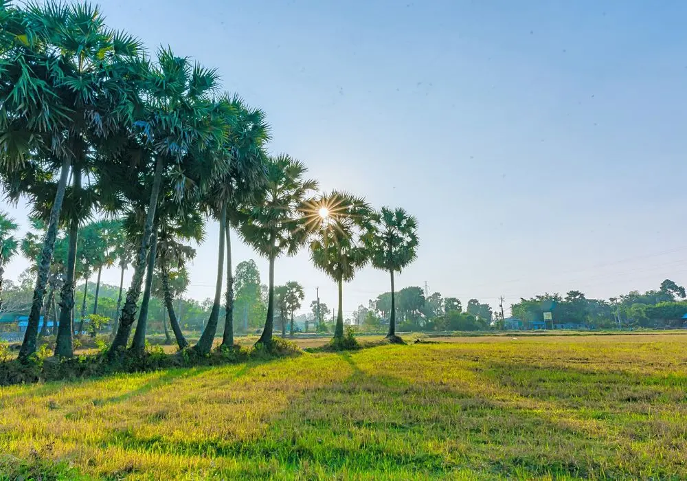 C&aacute;nh đồng thốt nốt An Giang qua loạt ảnh cực ấn tượng 6
