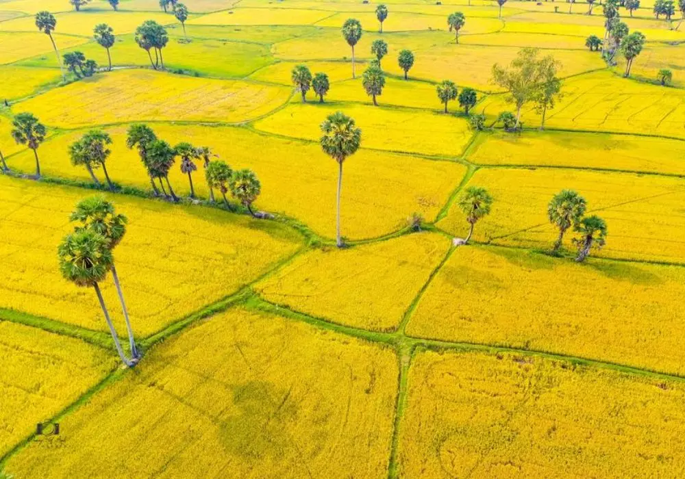Chi&ecirc;m ngưỡng m&ugrave;a v&agrave;ng An Giang cực thơ mộng, quyến rũ 2
