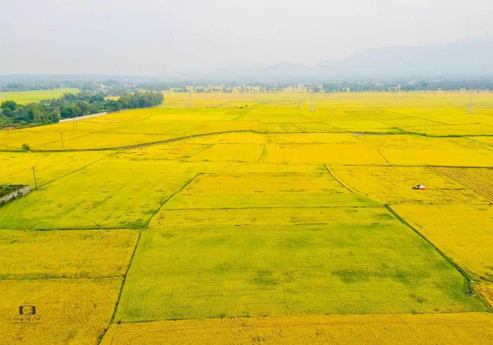 Chi&ecirc;m ngưỡng m&ugrave;a v&agrave;ng An Giang cực thơ mộng, quyến rũ 4