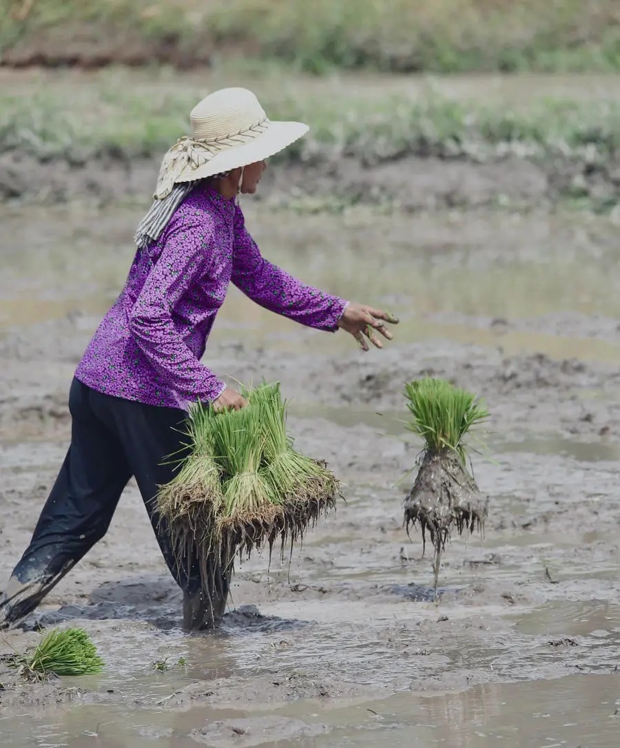 H&ograve;a m&igrave;nh v&agrave;o Tết cổ truyền Senl Donta độc đ&aacute;o của người Khmer 2