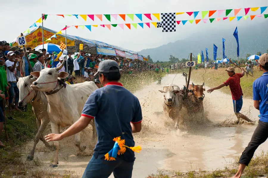 Kh&aacute;m ph&aacute; Lễ hội đua b&ograve; 7 n&uacute;i An Giang truyền thống v&ocirc; c&ugrave;ng đặc sắc 7