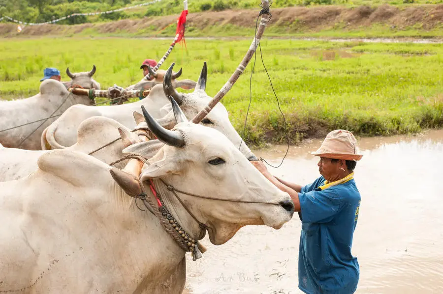 Kh&aacute;m ph&aacute; Lễ hội đua b&ograve; 7 n&uacute;i An Giang truyền thống v&ocirc; c&ugrave;ng đặc sắc 6