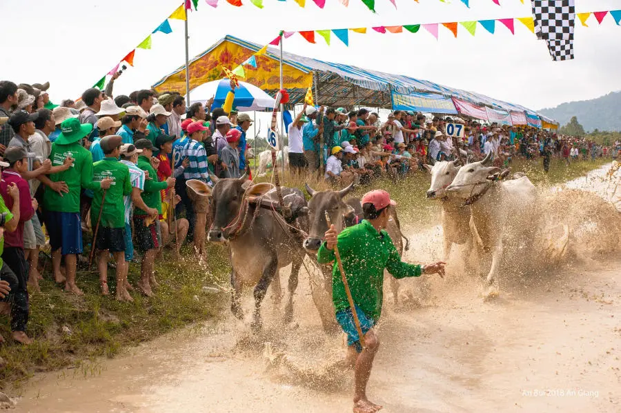 Kh&aacute;m ph&aacute; Lễ hội đua b&ograve; 7 n&uacute;i An Giang truyền thống v&ocirc; c&ugrave;ng đặc sắc 9