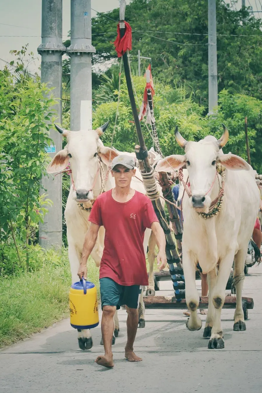 Kh&aacute;m ph&aacute; Lễ hội Đua b&ograve; ở Tịnh Bi&ecirc;n nh&acirc;n dịp Tết Senl Donta 3