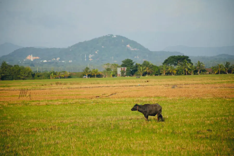 Lang thang An Giang kh&aacute;m ph&aacute; miền qu&ecirc; thanh b&igrave;nh v&agrave;o m&ugrave;a nước nổi 5