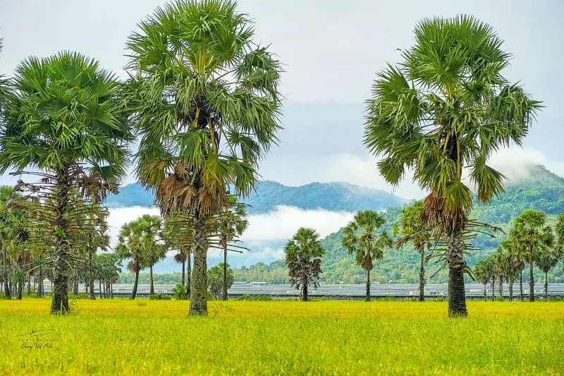 M&ugrave;a v&agrave;ng An Giang đẹp ngỡ ng&agrave;ng qua lăng k&iacute;nh của Dương Việt Anh 3