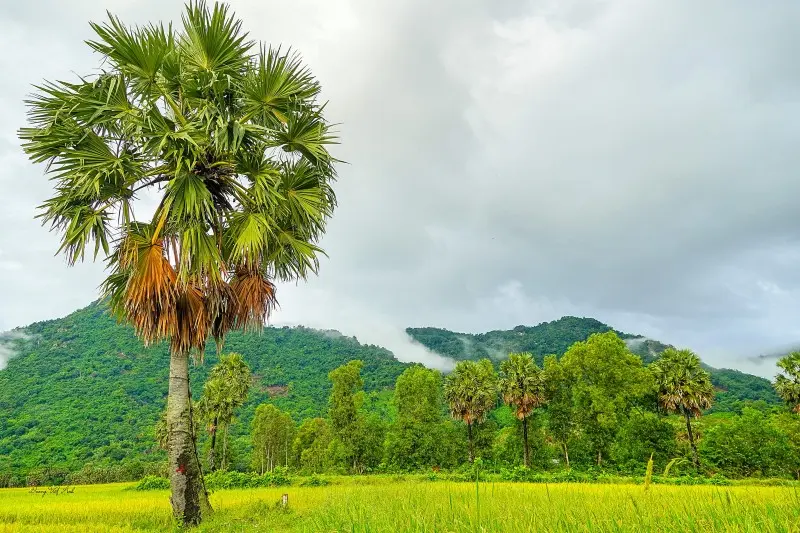 M&ugrave;a v&agrave;ng An Giang đẹp ngỡ ng&agrave;ng qua lăng k&iacute;nh của Dương Việt Anh 8