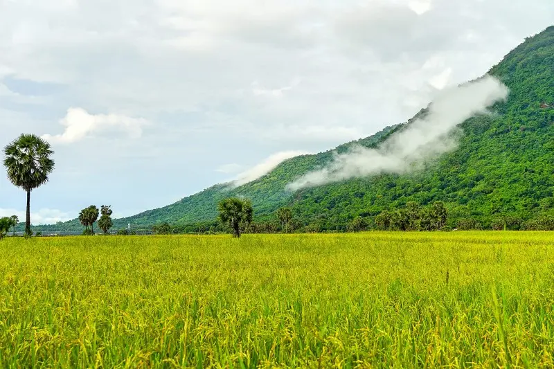 M&ugrave;a v&agrave;ng An Giang đẹp ngỡ ng&agrave;ng qua lăng k&iacute;nh của Dương Việt Anh 5