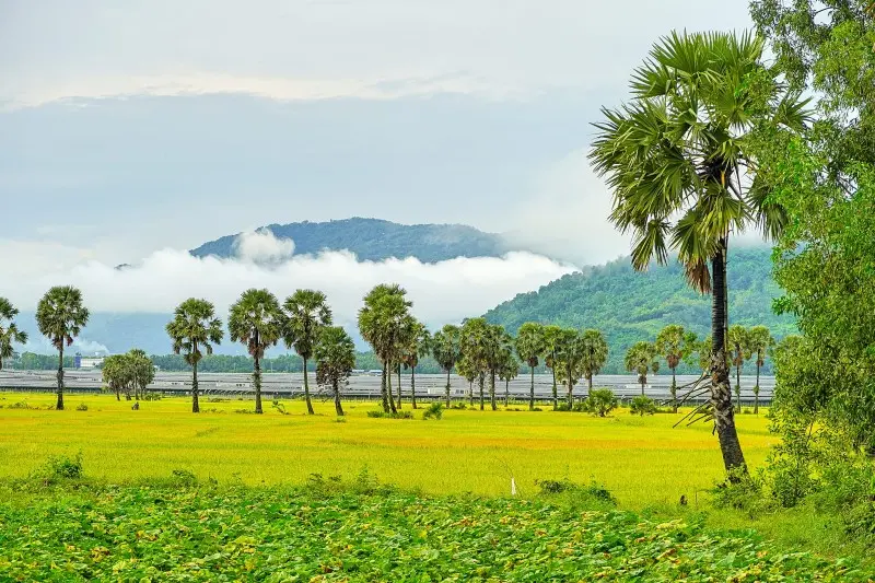 M&ugrave;a v&agrave;ng An Giang đẹp ngỡ ng&agrave;ng qua lăng k&iacute;nh của Dương Việt Anh 7