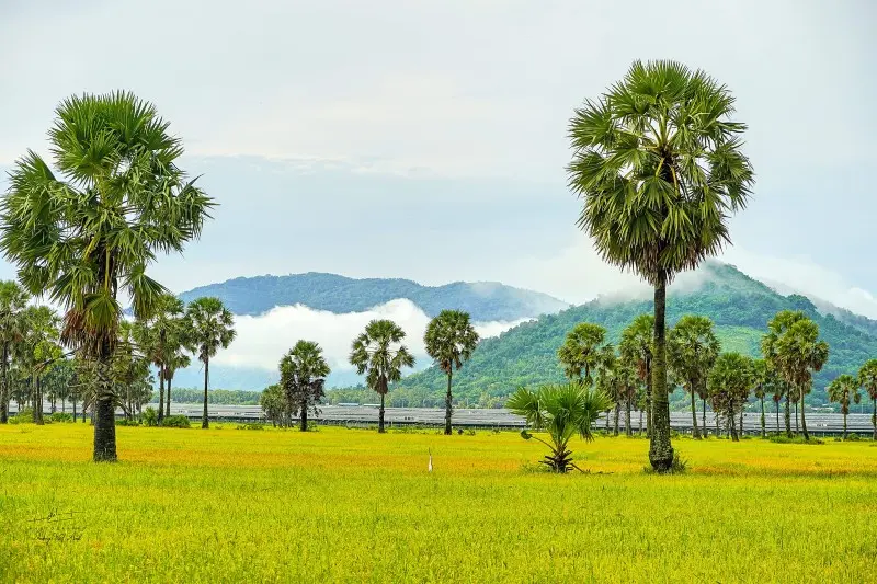 M&ugrave;a v&agrave;ng An Giang đẹp ngỡ ng&agrave;ng qua lăng k&iacute;nh của Dương Việt Anh 2