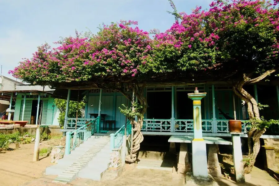 Ng&ocirc;i nh&agrave; hoa giấy ở Ph&uacute; T&acirc;n An Giang, vẻ đẹp th&ocirc;n qu&ecirc; dịu d&agrave;ng 5