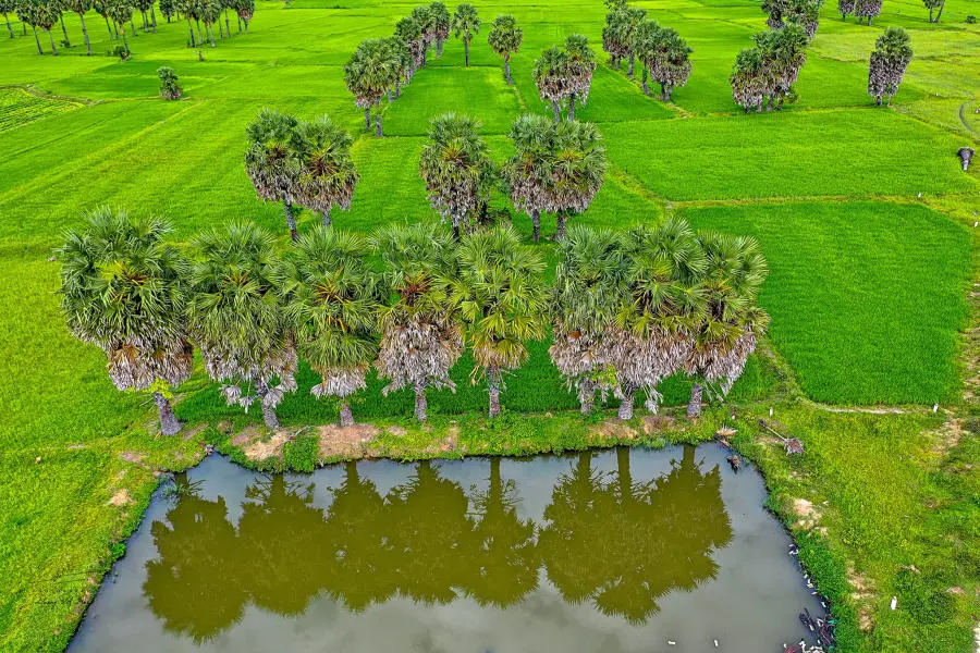 T&igrave;m về Đồng l&uacute;a Bảy N&uacute;i An Giang, bức tranh phong cảnh b&igrave;nh y&ecirc;n 2