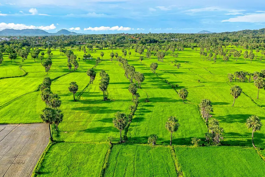 T&igrave;m về Đồng l&uacute;a Bảy N&uacute;i An Giang, bức tranh phong cảnh b&igrave;nh y&ecirc;n 6