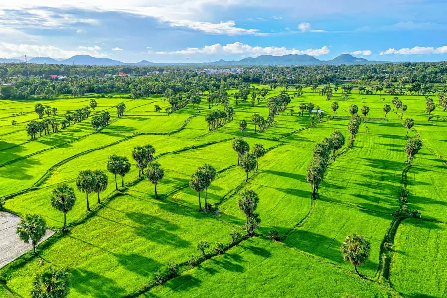 T&igrave;m về Đồng l&uacute;a Bảy N&uacute;i An Giang, bức tranh phong cảnh b&igrave;nh y&ecirc;n 5