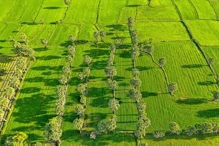 T&igrave;m về Đồng l&uacute;a Bảy N&uacute;i An Giang, bức tranh phong cảnh b&igrave;nh y&ecirc;n 4