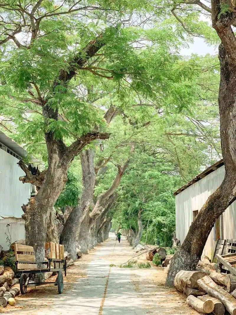 V&atilde;n cảnh Ch&ugrave;a Krăng Krốch, kh&ocirc;ng gian ấn tượng giữa v&ugrave;ng Tri T&ocirc;n 5