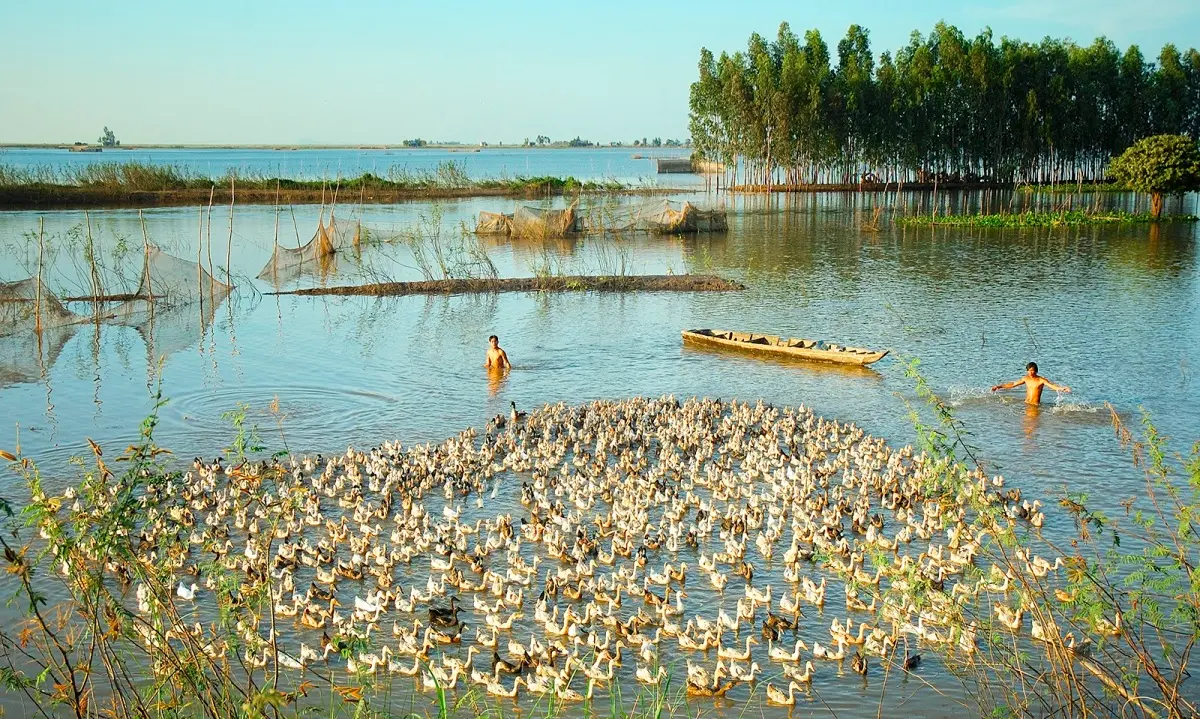 Mùa nước nổi An Giang, sắc màu du lịch rạng rỡ tại miền Tây Nam Bộ