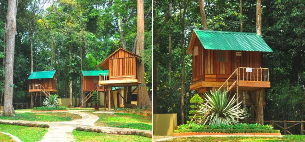 Gh&eacute; Ng&ocirc;i nh&agrave; tr&ecirc;n c&acirc;y Dambri h&ograve;a m&igrave;nh v&agrave;o n&uacute;i rừng T&acirc;y Nguy&ecirc;n đại ng&agrave;n 6