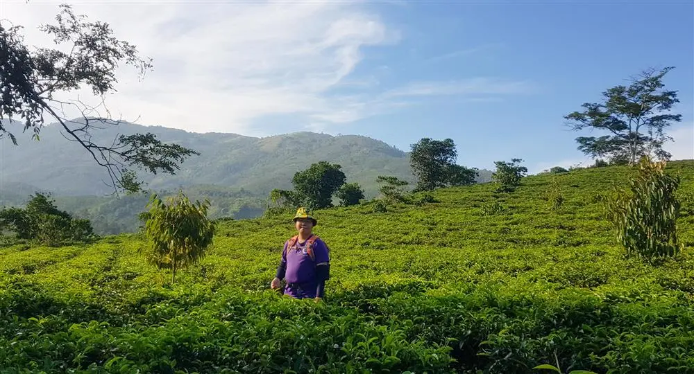 Kh&aacute;m ph&aacute; N&uacute;i Đại B&igrave;nh Bảo Lộc mang vẻ đẹp thuần tự nhi&ecirc;n đầy thơ mộng 5