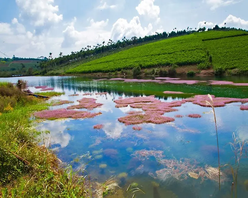 Độc đáo Hồ tảo hồng ở B'lao đẹp như tranh tại Lâm Đồng