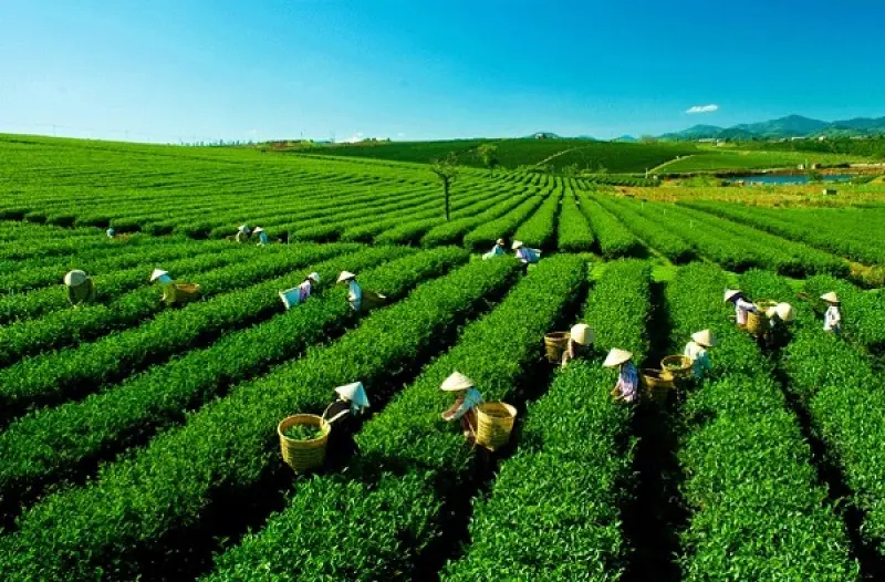 Khám phá Đồi chè Tâm Châu Bảo Lộc xanh bát ngát cực đẹp