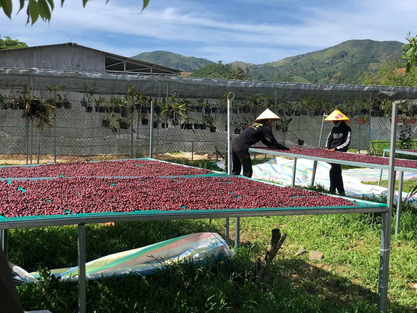 Đến ngay GOT Coffee Bảo Lộc nghe kề về c&acirc;u chuyện c&agrave; ph&ecirc; sạch 6