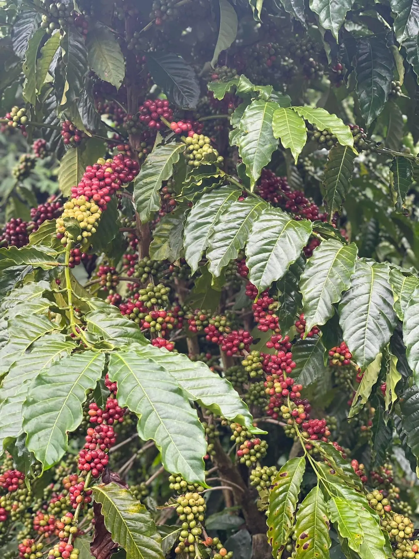 Đến ngay GOT Coffee Bảo Lộc nghe kề về c&acirc;u chuyện c&agrave; ph&ecirc; sạch 5
