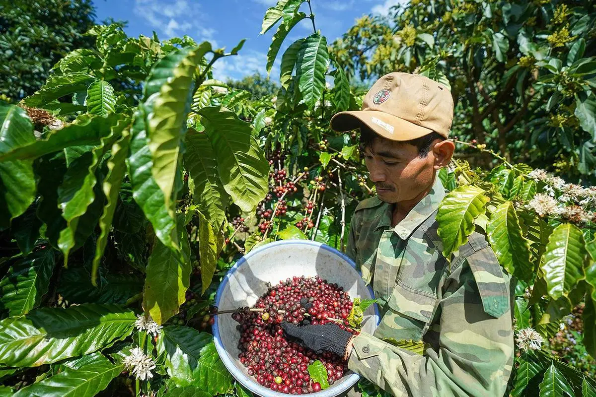 Lịch trình trải nghiệm học thuật vùng nguyên liệu cà phê tại Bảo Lộc 3