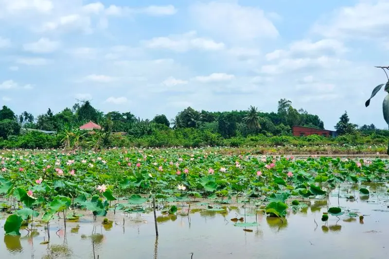 Châu Thành Bến Tre, điểm du lịch sinh thái xứ dừa nổi tiếng 2