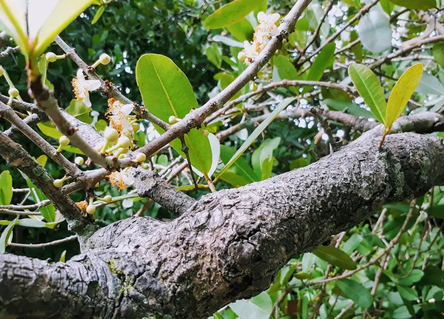 Chi&ecirc;m ngưỡng c&acirc;y cổ thụ Bạch Mai tại đ&igrave;nh Ph&uacute; Tự h&agrave;ng trăm năm tuổi 6
