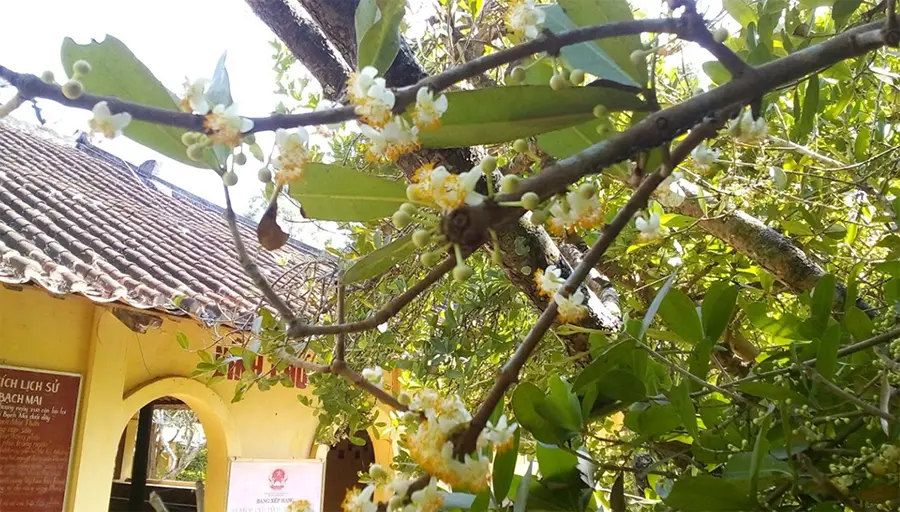 Chi&ecirc;m ngưỡng c&acirc;y cổ thụ Bạch Mai tại đ&igrave;nh Ph&uacute; Tự h&agrave;ng trăm năm tuổi 7