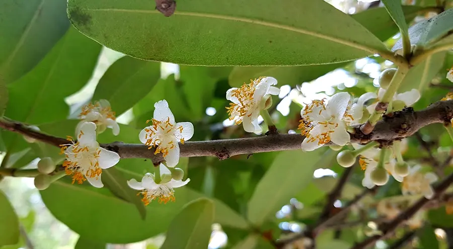 Chi&ecirc;m ngưỡng c&acirc;y cổ thụ Bạch Mai tại đ&igrave;nh Ph&uacute; Tự h&agrave;ng trăm năm tuổi 8