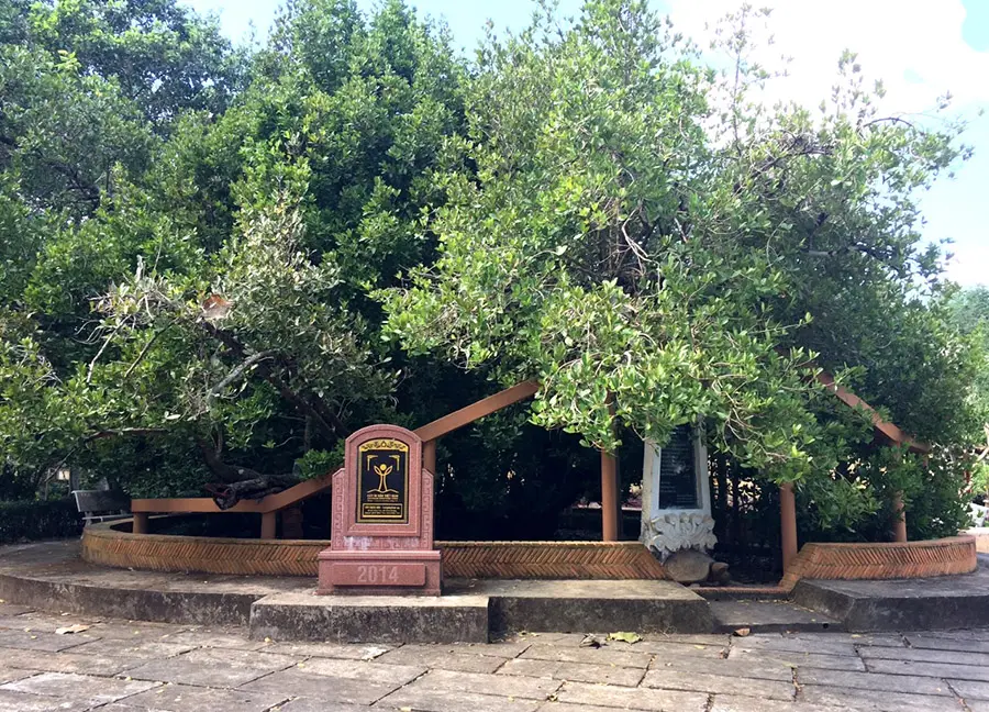 Chi&ecirc;m ngưỡng c&acirc;y cổ thụ Bạch Mai tại đ&igrave;nh Ph&uacute; Tự h&agrave;ng trăm năm tuổi 2