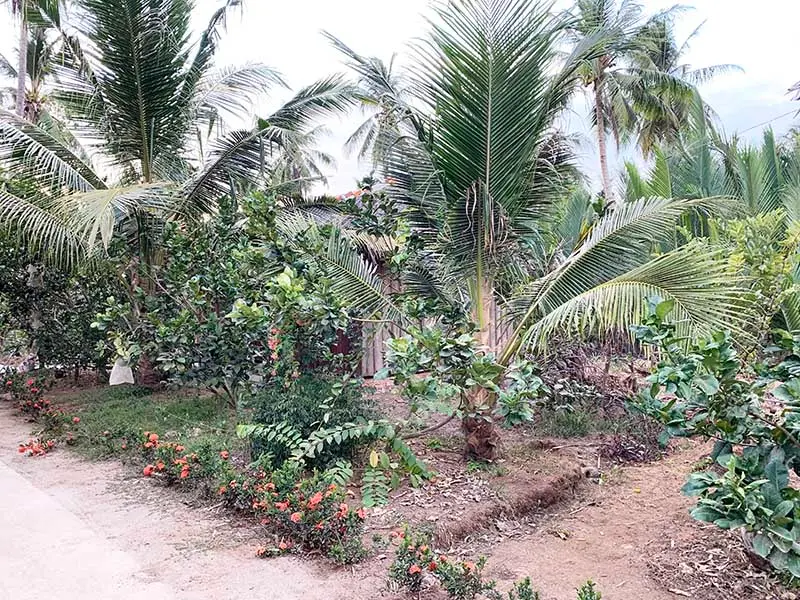 Cồn Ốc Bến Tre v&agrave; vẻ đẹp đậm chất hoang sơ, thanh b&igrave;nh 6