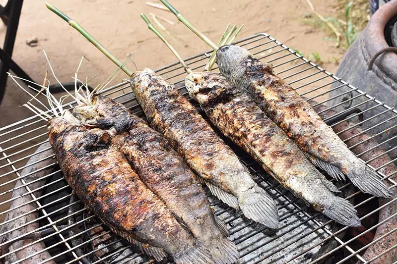 Cồn Quy Bến Tre v&agrave; kh&ocirc;ng gian thanh b&igrave;nh đậm chất s&ocirc;ng nước 7