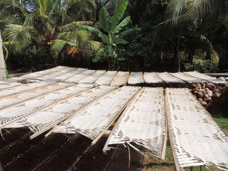 Đến Giồng Tr&ocirc;m Bến Tre kh&aacute;m ph&aacute; cảnh sắc thi&ecirc;n nhi&ecirc;n xứ dừa 6