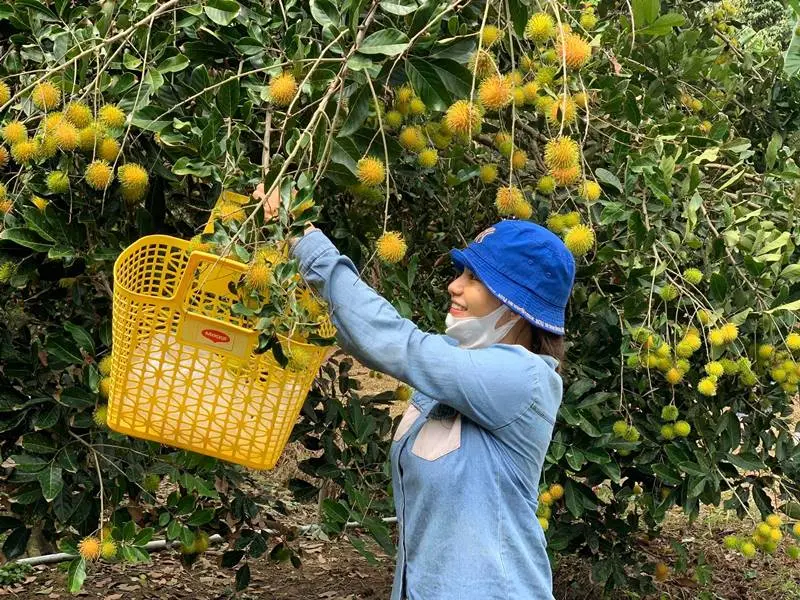 Đến Vườn tr&aacute;i c&acirc;y Ho&agrave;ng Tuấn thưởng thức đại tiệc hoa quả 5