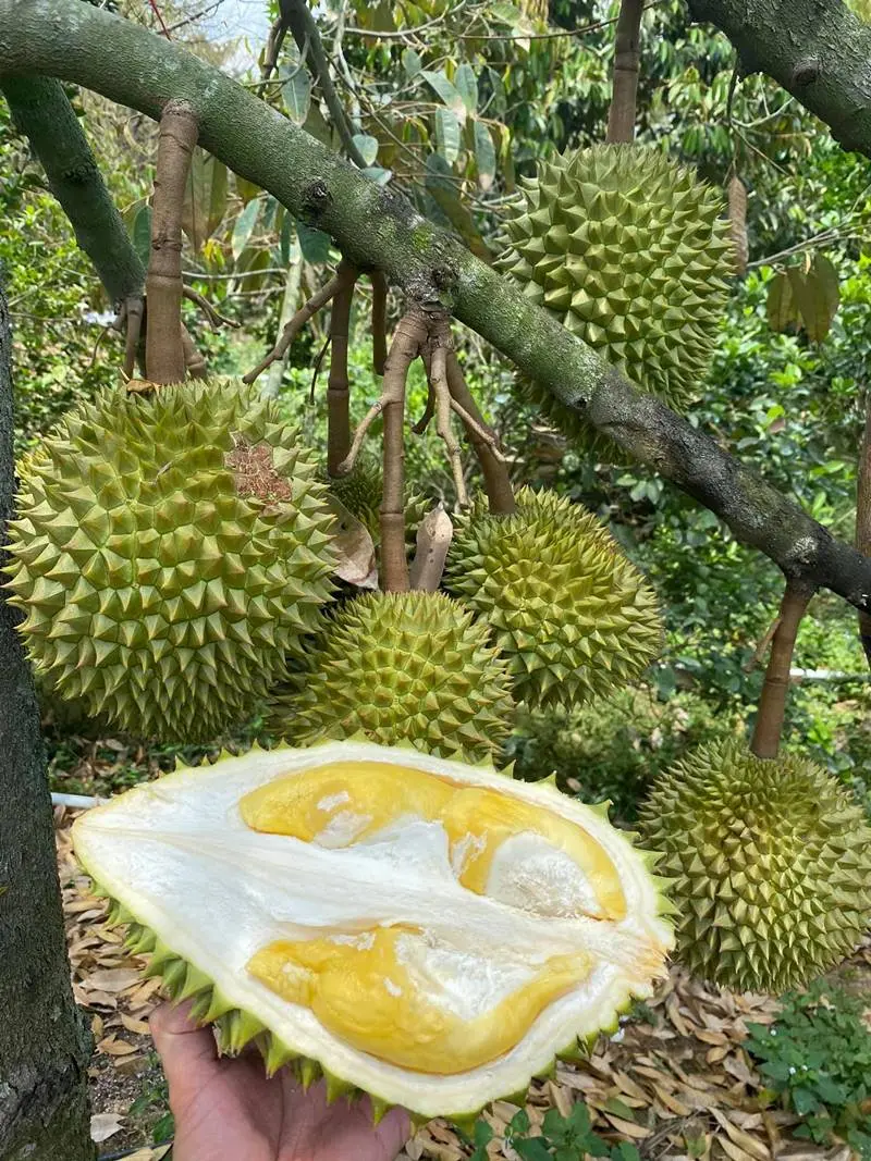 Đến Vườn tr&aacute;i c&acirc;y Ho&agrave;ng Tuấn thưởng thức đại tiệc hoa quả 6