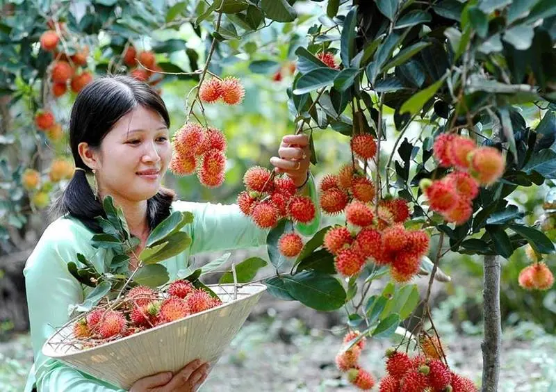 Du lịch miệt vườn Chợ Lách Bến Tre với 5 điểm đến hấp dẫn 5