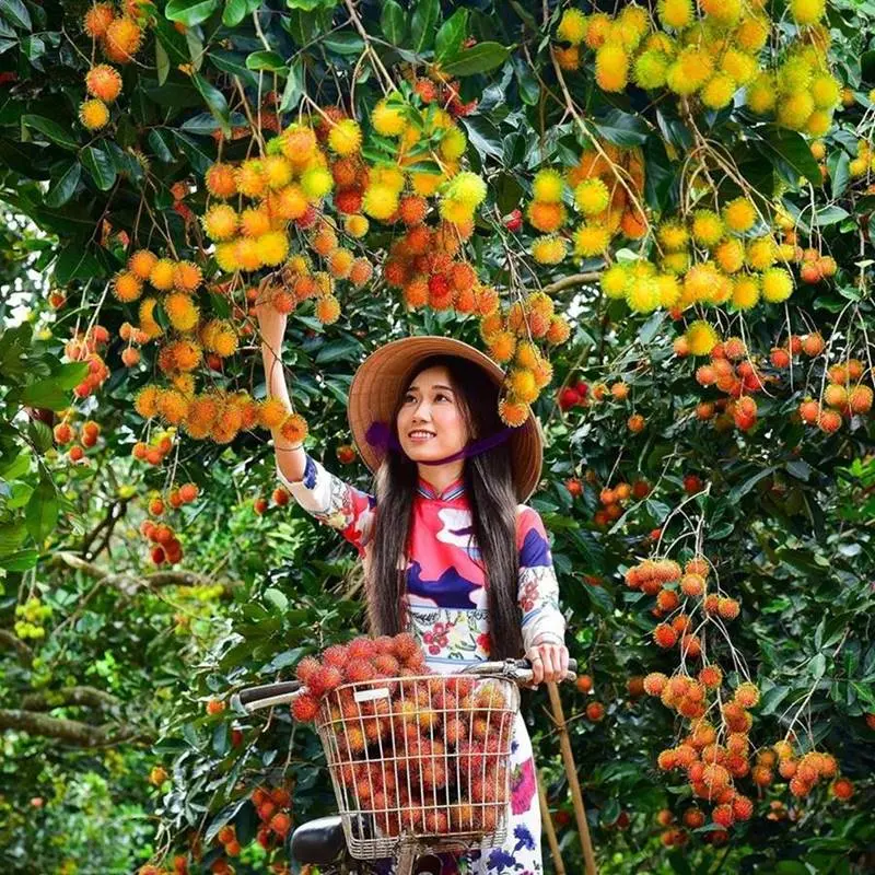 Du lịch miệt vườn Chợ Lách Bến Tre với 5 điểm đến hấp dẫn 4
