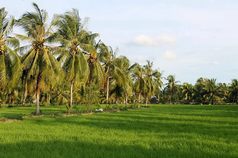 Du lịch xanh Bến Tre v&agrave; những trải nghiệm kh&ocirc;ng thể bỏ lỡ 4