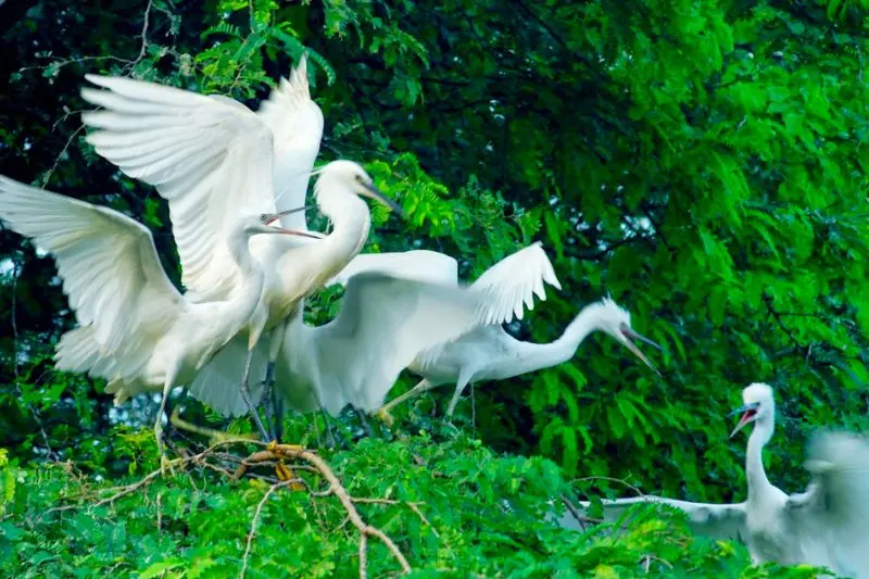 Gh&eacute; Ba Tri Bến Tre kh&aacute;m ph&aacute; n&eacute;t đẹp lịch sử văn h&oacute;a 3
