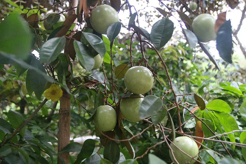 Khu du lịch miệt vườn Qu&ecirc; Ta, thi&ecirc;n đường c&acirc;y tr&aacute;i miền T&acirc;y 7