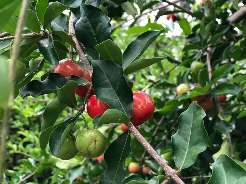 Khu du lịch Ph&uacute; An Khang, kh&ocirc;ng gian y&ecirc;n b&igrave;nh v&ugrave;ng Nam Bộ 8