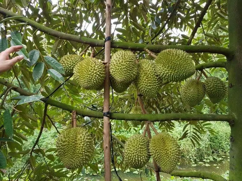 Khu du lịch vườn Ba Ng&oacute;i với kh&ocirc;ng gian s&ocirc;ng nước hữu t&igrave;nh 5
