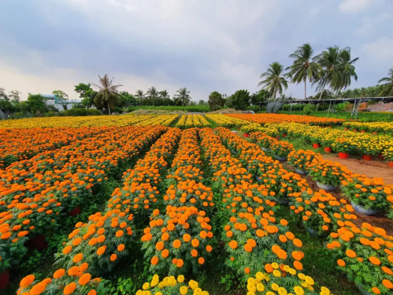 Làng hoa kiểng Cái Mơn - Chợ Lách đẹp từ thành phẩm cho đến cái nghề 4
