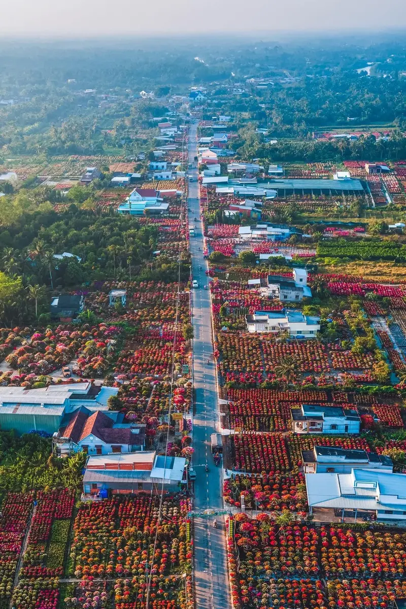 Làng hoa kiểng Cái Mơn - Chợ Lách đẹp từ thành phẩm cho đến cái nghề 2
