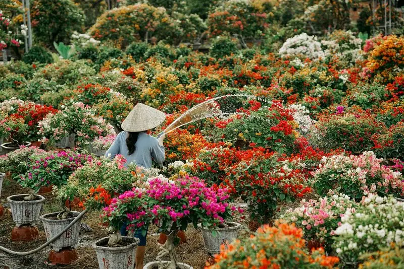 Làng hoa kiểng Cái Mơn - Chợ Lách đẹp từ thành phẩm cho đến cái nghề 7