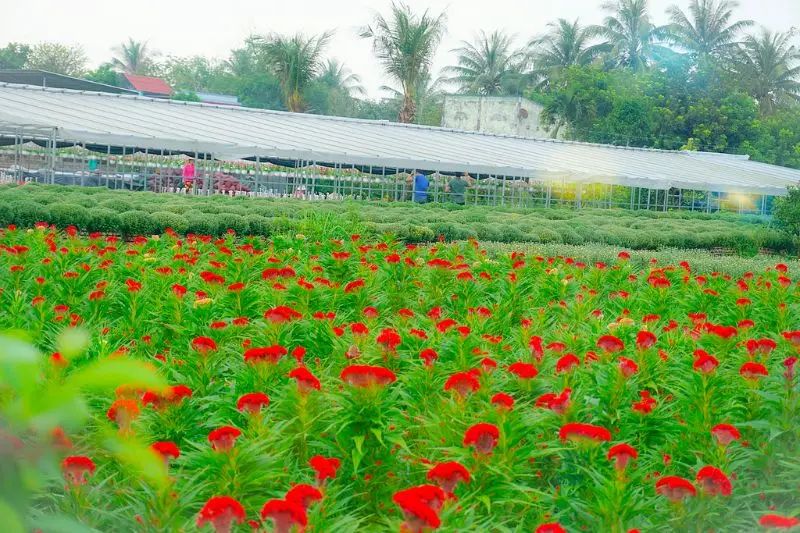 Làng hoa kiểng Cái Mơn - Chợ Lách đẹp từ thành phẩm cho đến cái nghề 6